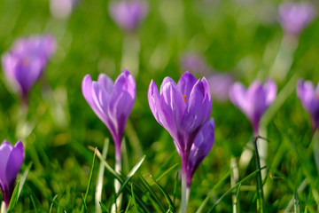 Violet spring crocuses meadow