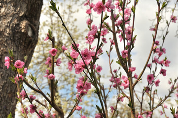 Pfirsichblüte im Frühling