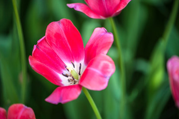 Naklejka premium Colorful tulip flora blooming in the park