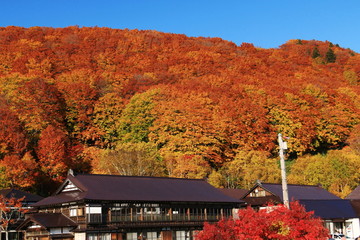 Obraz premium 日本百名山八甲田山 酸ヶ湯の紅葉