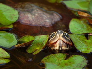 closeup turtle in the pond with lotus leaf