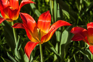 Colorful tulip flora blooming in the park