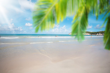 Beach tropical palm and sea