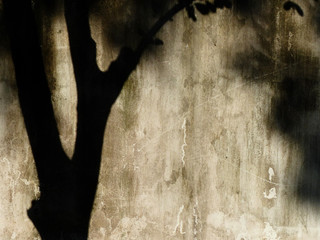 shadow tree on grunge cement wall