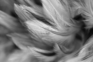 Gray chicken feathers in soft and blur style for the background, black and white