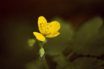 Fototapeta na wymiar yellow flower on green background