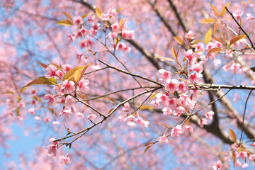 Wild Himalayan Cherry Blossoms in spring season, Pink Sakura Flower For the background