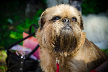 Search photos brussels griffon