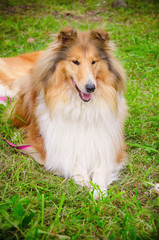 collie sunny summer at the show