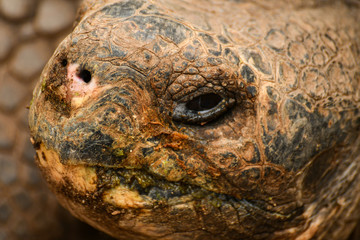 Obraz premium Galapagos tortoise isla isabela