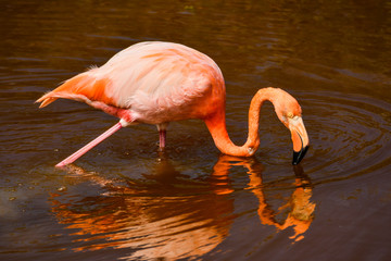 Flamingo isla isabela