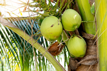 Raw coconut fruit on the tree in garden at Thailand with light.