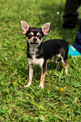 toy terrier in the summer at the exhibition
