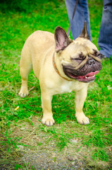 French Bulldog in the summer at the show