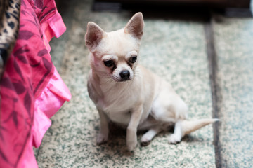 Chihuahua summer at the show