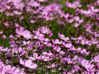 Cosmos flowers blooming in the garden