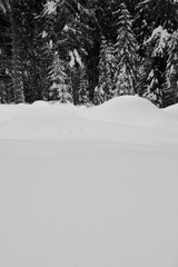 Snowfield with trees in the background in winter