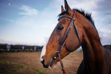 Obraz premium Horse walking near at sand field