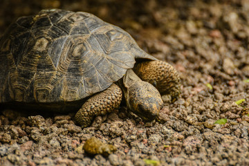 Galapagos tortoise isla isabela