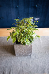 Ficus in Modernem Topf auf einem Tisch vor blauer Wand