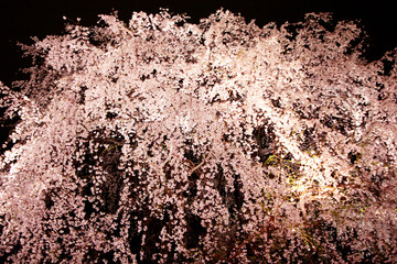 Japanese cherry blossom tree, sakura at night
