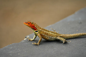 Galapagos lava lizard