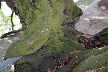 tree growing in iron rail covered with moss