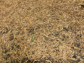 autumn bamboo leaf on the ground in nature