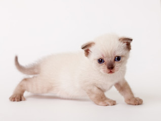 little fluffy light lop-eared kitten