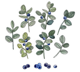 Watercolor hand drawn blueberry elements set isolated on the white background. Clip art illustration for design.