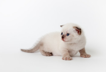 Fototapeta na wymiar little fluffy light lop-eared kitten