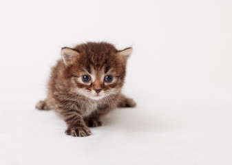 little fluffy kitten