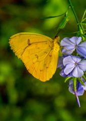 Closeup   beautiful butterfly sitting on flower. Orange-barred Sulphur (Phoebis philea) 