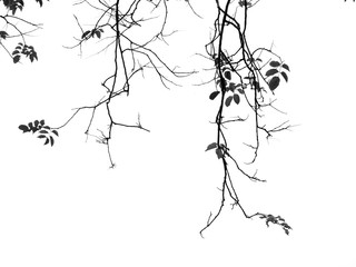 Silhouette tree