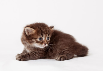 little fluffy kitten