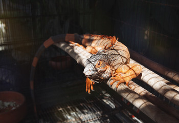 Orange iguana in zoo cage