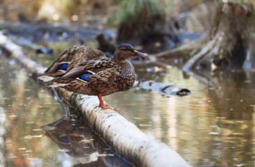 wild ducks is resting in a pond