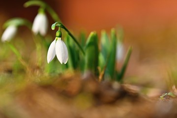 Spring - Flowers. Beautiful first spring plants - snowdrops. (Galanthus). A beautiful shot of nature with an old lens