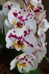 Orchid