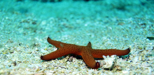 Sea star
