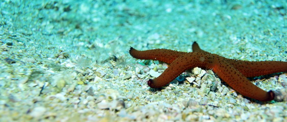 sea star