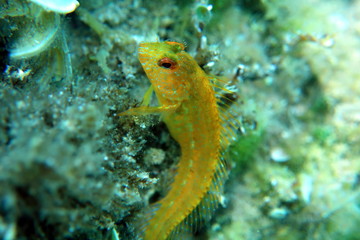 Goby