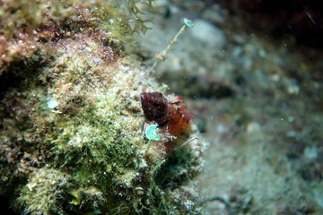 Goby