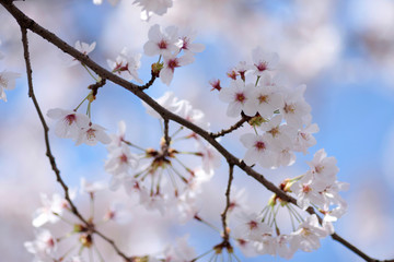 Japanese cherry blossom trees, sakura blooming