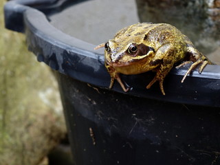 A Common Toad Posing on the Top Side of a Water Bucket with the Eyes Staring at a House Back Door and Surroundings, Checking the Security a Funny Concept. 