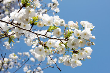 Japanese cherry blossom tree, sakura blooming