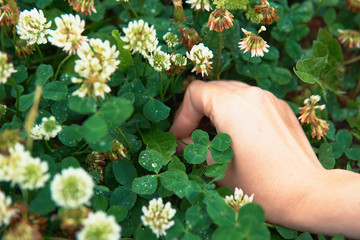 A female hand holds a four-leafed clover symbol of luck.