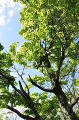 ハウチワカエデ