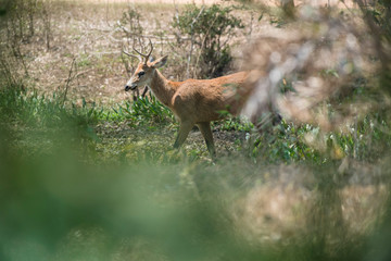 Marsh deer, pantanal Brazil