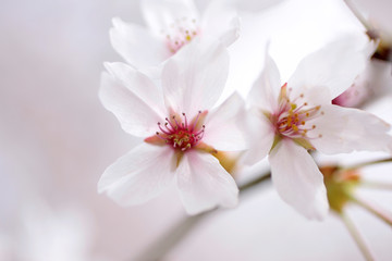 Naklejka na ściany i meble Japanese cherry blossom tree, sakura